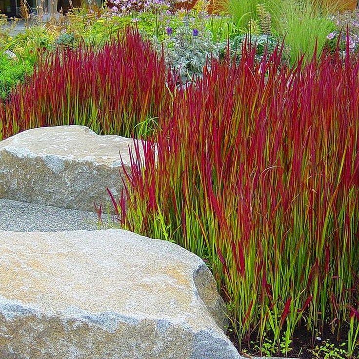 Japanese blood grass planted against granite boulders