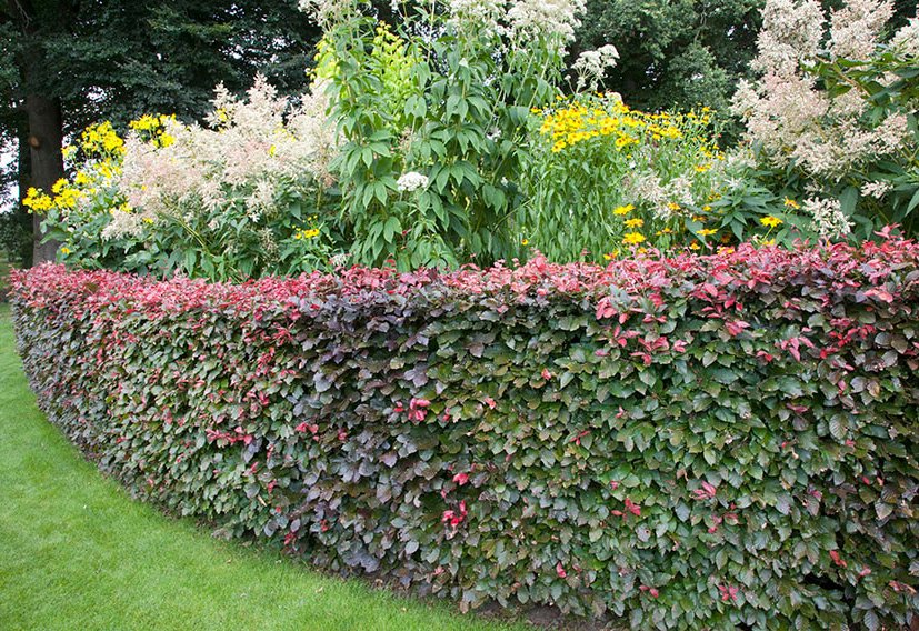 Low clipped hedge running along the front of a mixed perennial border