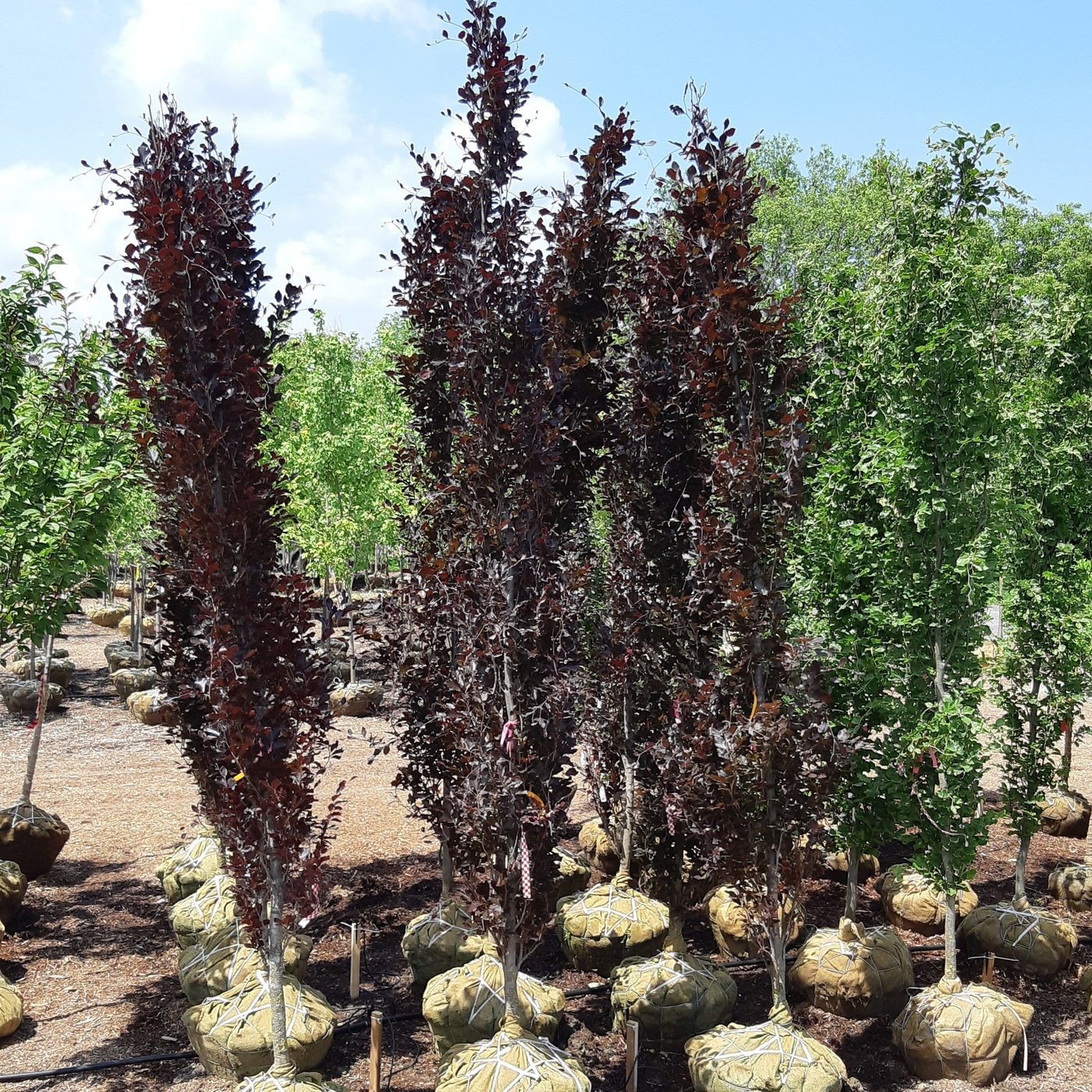 Specimen planting