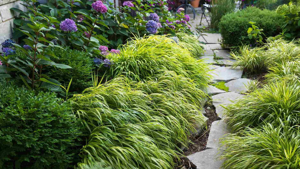 Japanese forest grass spilling over the edge of a flagstone path