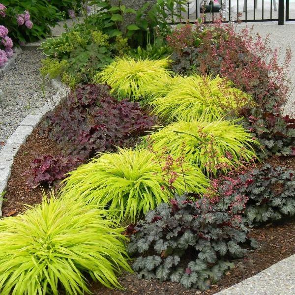 Golden Japanese forest grass massed beside dark heuchera