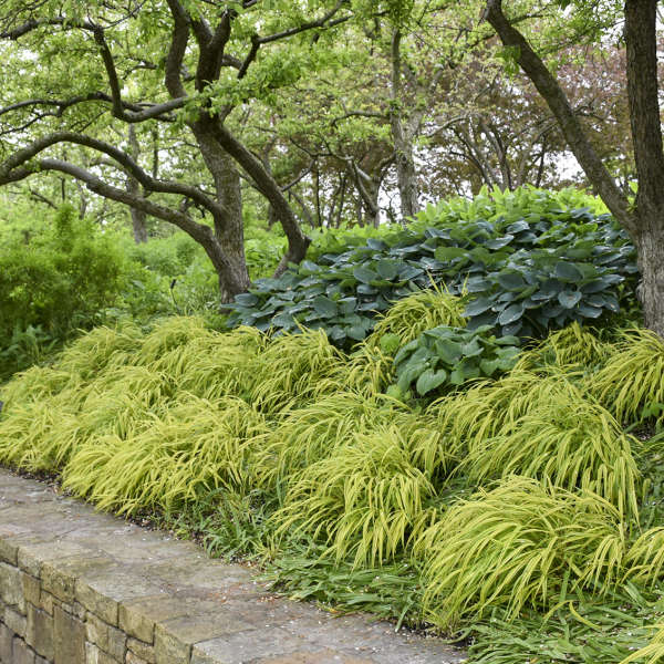 Golden Japanese forest grass massed the length of a low stone wall, with hostas behind