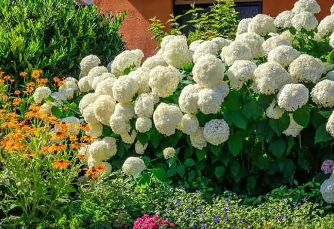 White mophead hydrangeas massed in a mixed summer border