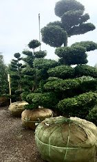 Border planting