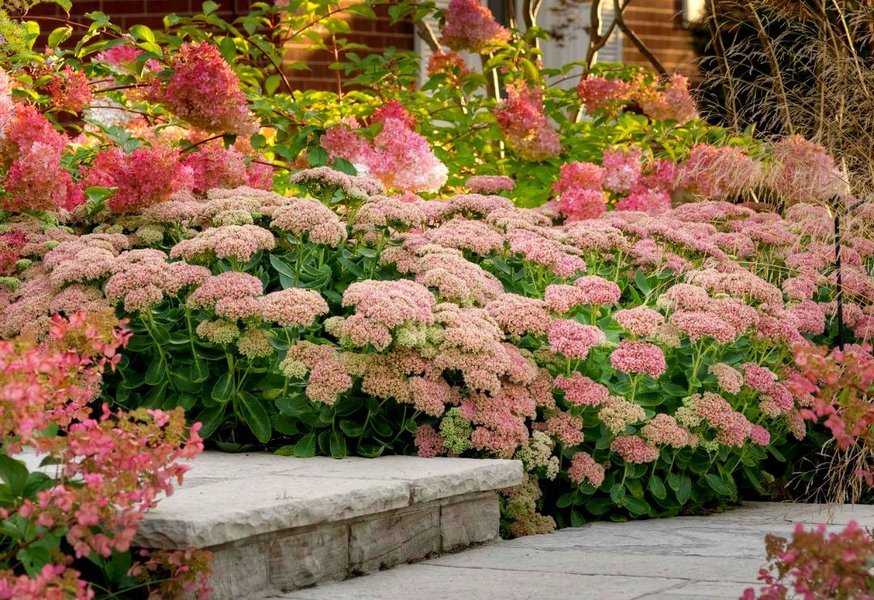Sedum Autumn Joy in flower beside stone steps
