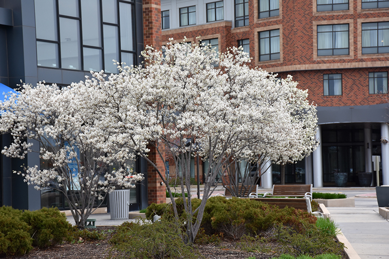 Multi-stem specimen tree in white spring blossom